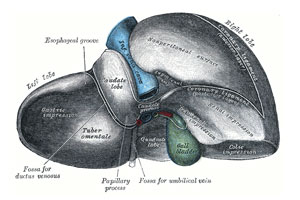 This work is in the public domain in its country of origin and other countries and areas where the copyright term is the author's life plus 100 years or less. https://commons.wikimedia.org/wiki/File:Gray1087-liver.png