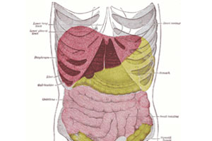 Public Domain - https://en.wikipedia.org/wiki/Peritoneum#/media/File:Gray1224.png
